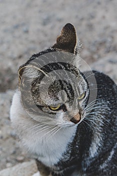 Photo of domestic cat (pet) in closed plan, with a fixed and cute look