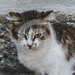 Photo of domestic cat (pet) in closed plan, with a fixed and cute look