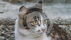 Photo of domestic cat (pet) in closed plan, with a fixed and cute look