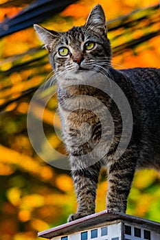 Photo of domestic cat (pet) in closed plan, with a fixed and cute look