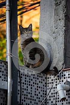 Photo of domestic cat (pet) in closed plan, with a fixed and cute look
