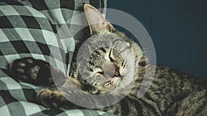 Photo of domestic cat (pet) in closed plan, with a fixed and cute look photo