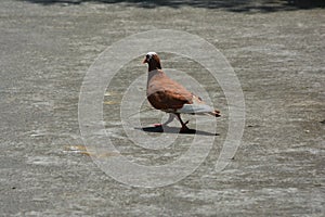 photo of a dove walking on the street