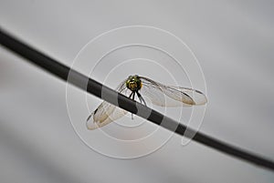Photo of a dragonfly that can be used for commercial purposes and mock up designs and etc..