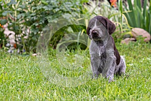 Photo of drahthaar puppy on a sunny day on green grass