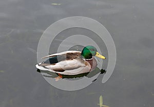 Photo of drake on the pond. Close-up.