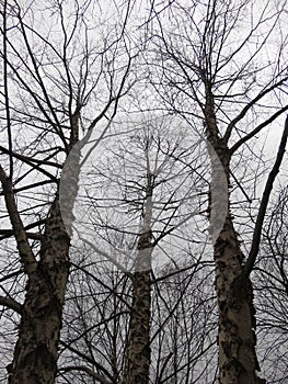 Dreary Winter Bare Trees on an Overcast Day in February photo