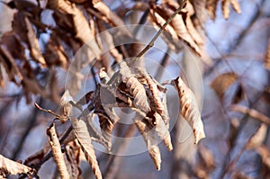 Photo of dry hazel leaves in winter