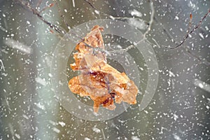 Photo of the dry leaf in the forest in winter with falling snow