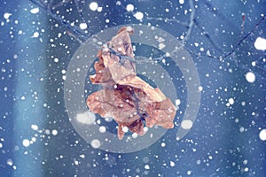 Photo of the dry leaf in the forest in winter with falling snow