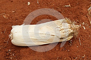 Photo of dry maize-cob on red soil in a maize-field