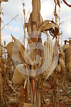 Photo of a dry maize-cobs in a maize-field.