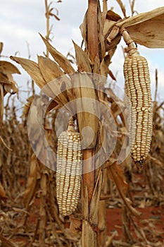 Photo of dry maize-cobs in a maize-field.