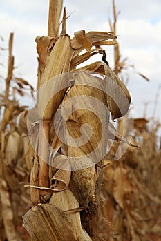 Photo of a dry maize-cobs in a maize-field.