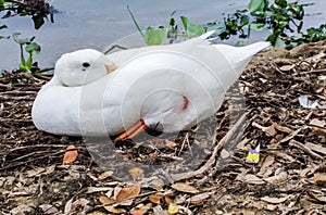 photo of a duck