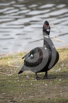 Photo of a duck Cairina moschata