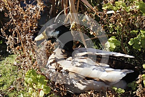 Duck in the sun photo