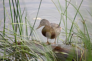 Photo of the duck on wooden log among grass