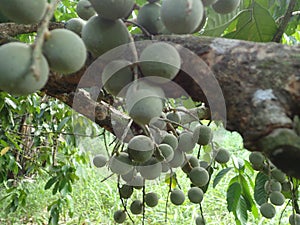 Photo Duku fruits on the tree