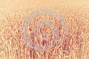 Photo of  ears on the beautiful wheat field toned in retro vintage style