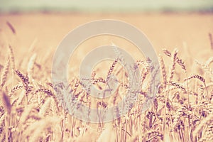 Photo of  ears on the beautiful wheat field toned in retro vintage style