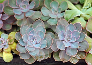 Photo of echeveria plant