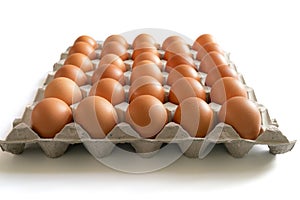 Eggs in the egg tray