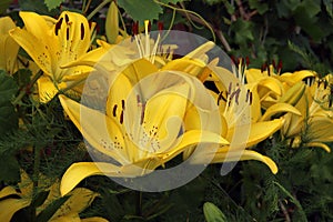 photo of elegant yellow lily