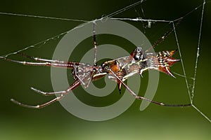 Elongated spider with horns in abdomen on the web, Micrathena gracilis spider photo