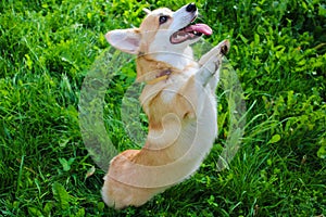 Photo of an emotional dog. Cheerful and happy dog breed Welsh Corgi Pembroke