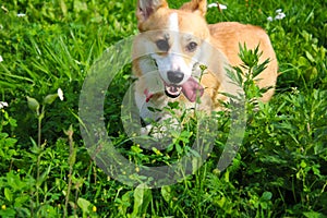 Photo of an emotional dog. Cheerful and happy dog breed Welsh Corgi Pembroke