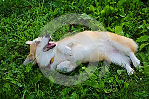 Photo of an emotional dog. Cheerful and happy dog breed Welsh Corgi Pembroke