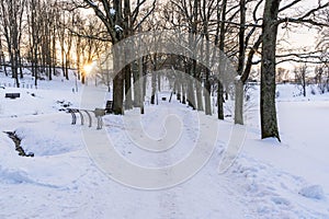 Photo of an Empty Walkway in Park in Alley on Sunny Winter Evening