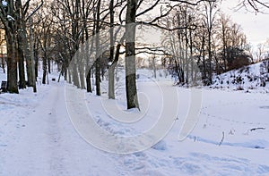 Photo of an Empty Walkway in Park in Alley on Sunny Winter Evening