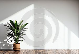photo empty white wall interior with indoor small plant