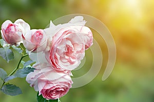 A photo of english pink pale rose bush in the summer garden. Rose shrub in the park, outdoor. Sunshine beams with selective soft f