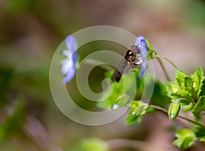 photo of an Episyrphus hoverfly balteatus resting on a flower.