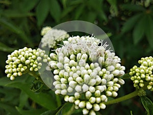 Photo of Eupatorium Inulifolium