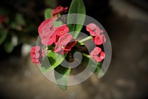 Photo of Euphorbia milii or the crown of thorns flower