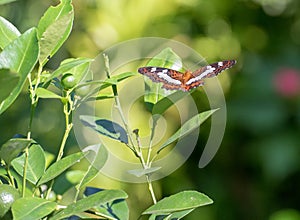 Photo of a Eurasian White Admiral Butterfly