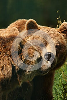 Photo of a European Brown Bear