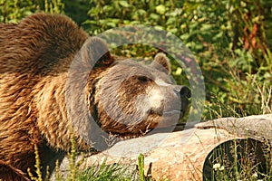 Photo of a European Brown Bear