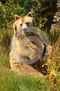 Photo of a European Brown Bear