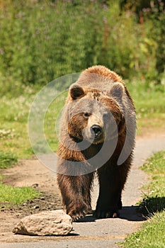 Photo of a European Brown Bear