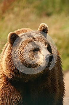 Photo of a European Brown Bear