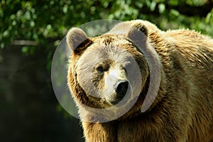 Photo of a European Brown Bear