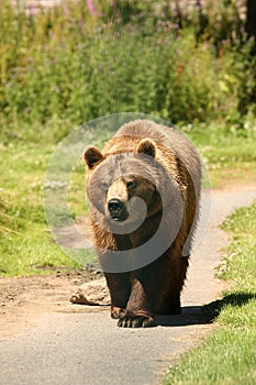 Photo of a European Brown Bear