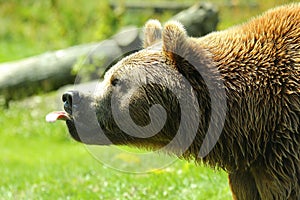 Photo of a European Brown Bear