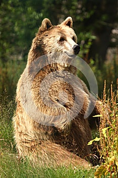 Photo of a European Brown Bear