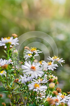 Photo of European michaelmas daisy Aster amellus with blurred bokeh background. Alpine aster, family Asteraceae